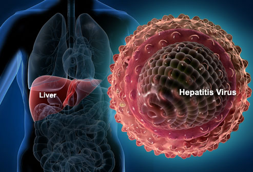 Image of liver and the Hepatitis virus