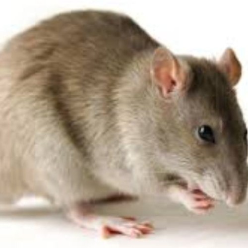 Lassa Fever Update: Red alert in states