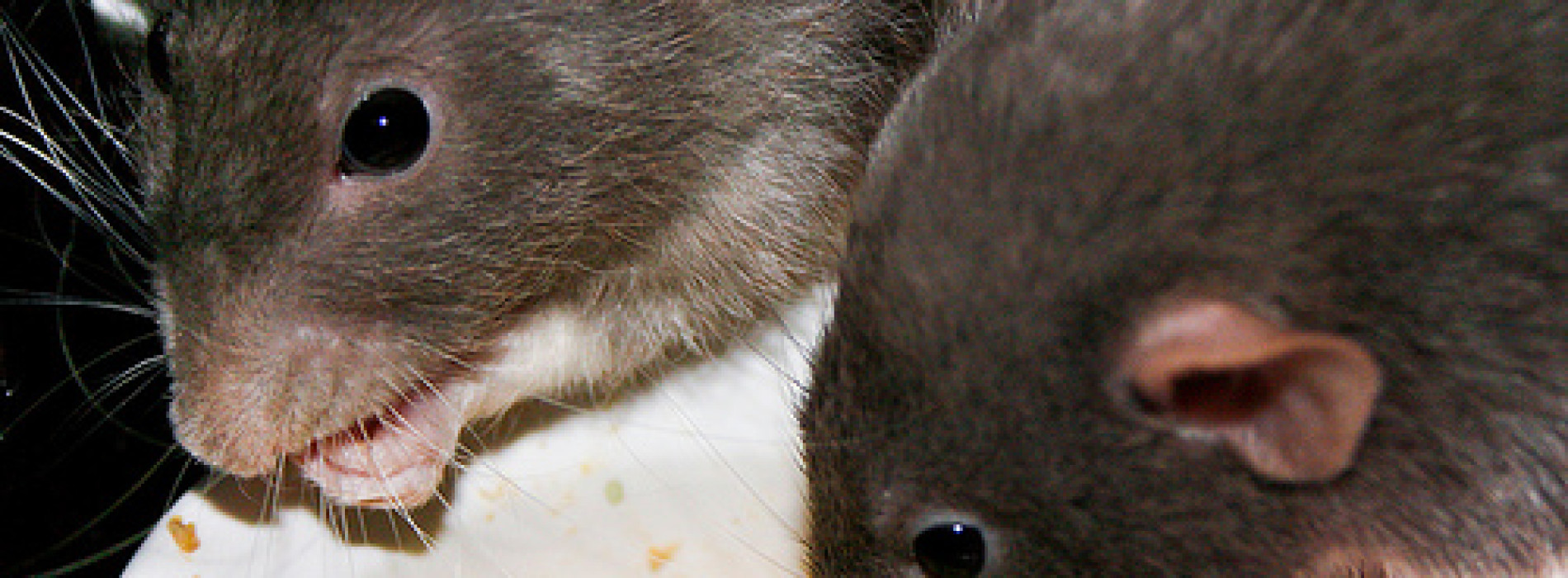 Lassa fever kills doctor in Rivers state