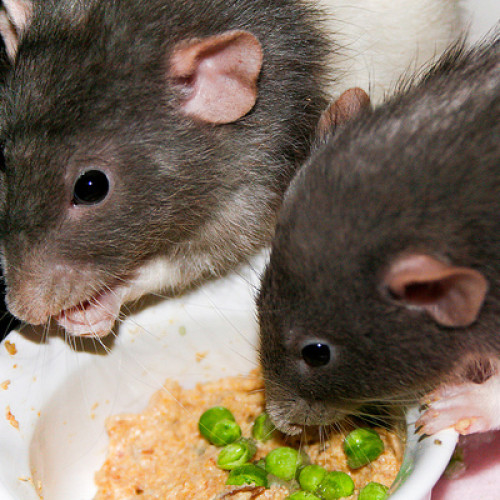 Lassa fever kills doctor in Rivers state