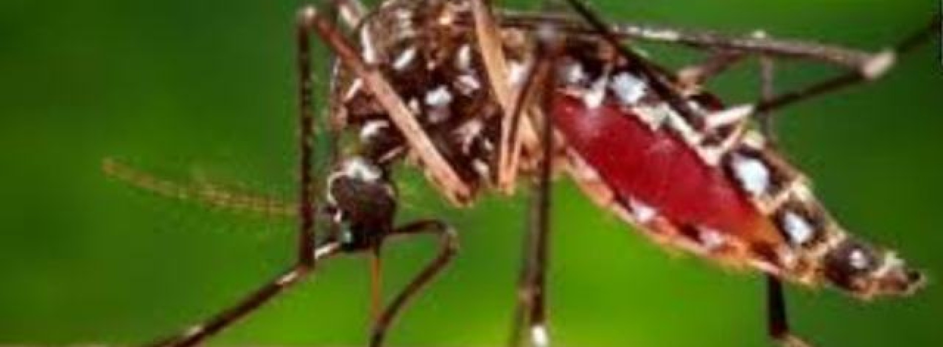 Experts call for effective mosquito control in Africa