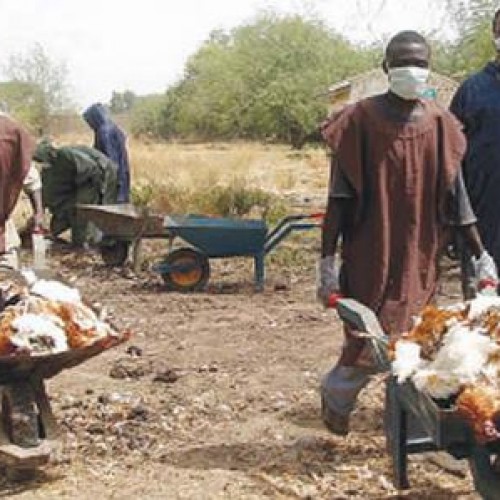 Bird Flu: Plateau Closes 62 Farms