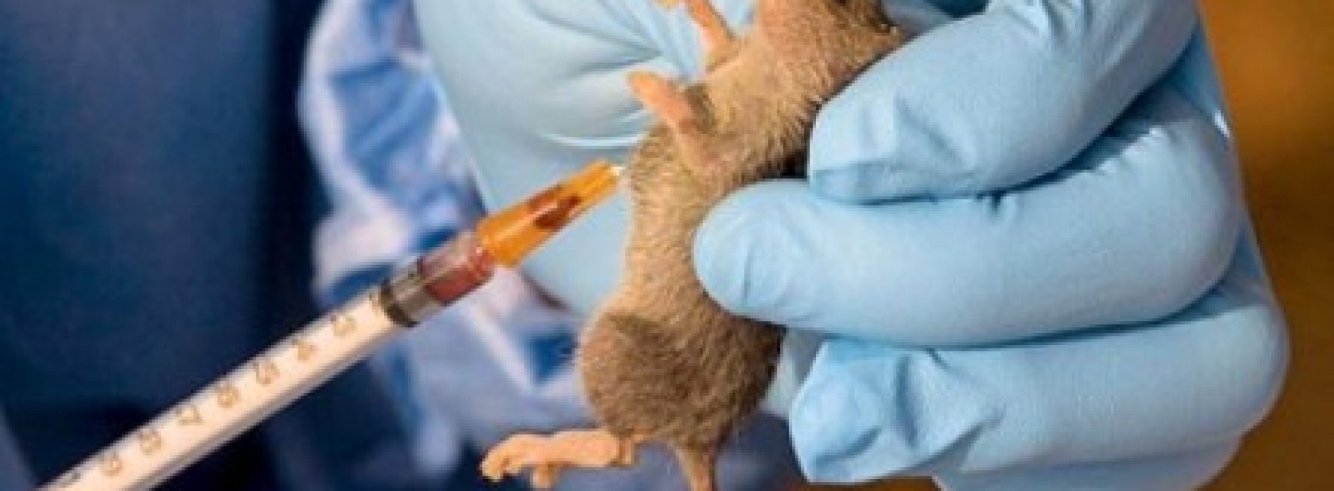 Nigeria records 5 new cases of Lassa fever