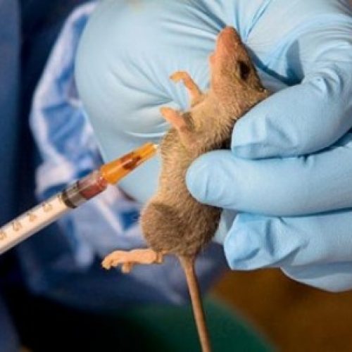 Lagos records first case of Lassa fever