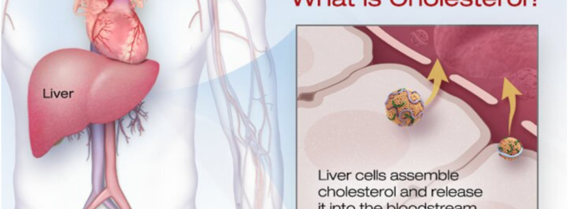 Measuring your Cholesterol