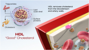 Cholesterol 3