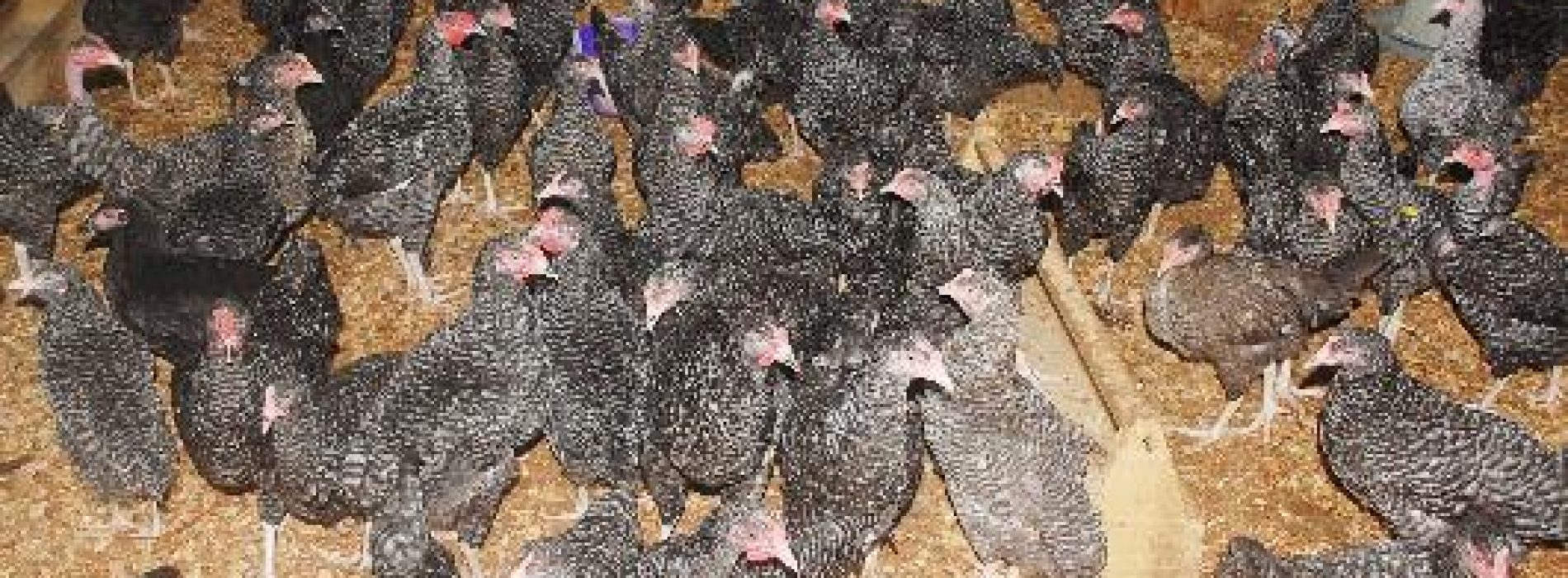 FUNAAB don develops new chicken breed