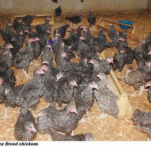 FUNAAB don develops new chicken breed