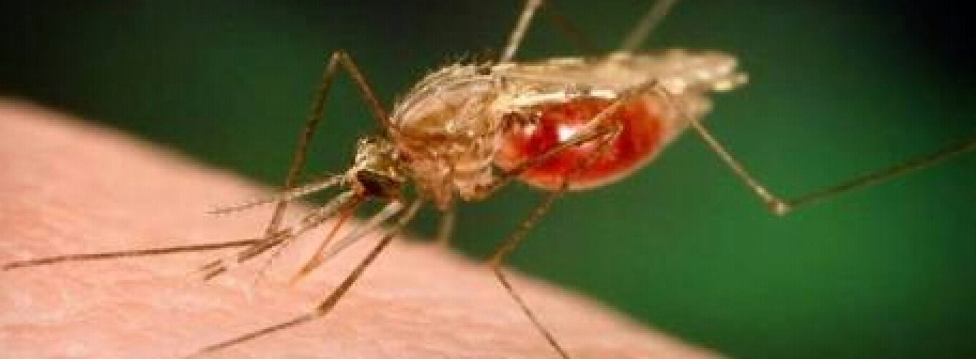 WHO certifies Paraguay malaria-free