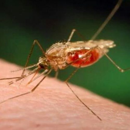 WHO certifies Paraguay malaria-free