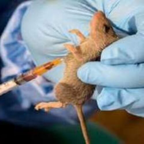 <strong>Lassa fever: Benue records 46 cases, 9 deaths</strong>