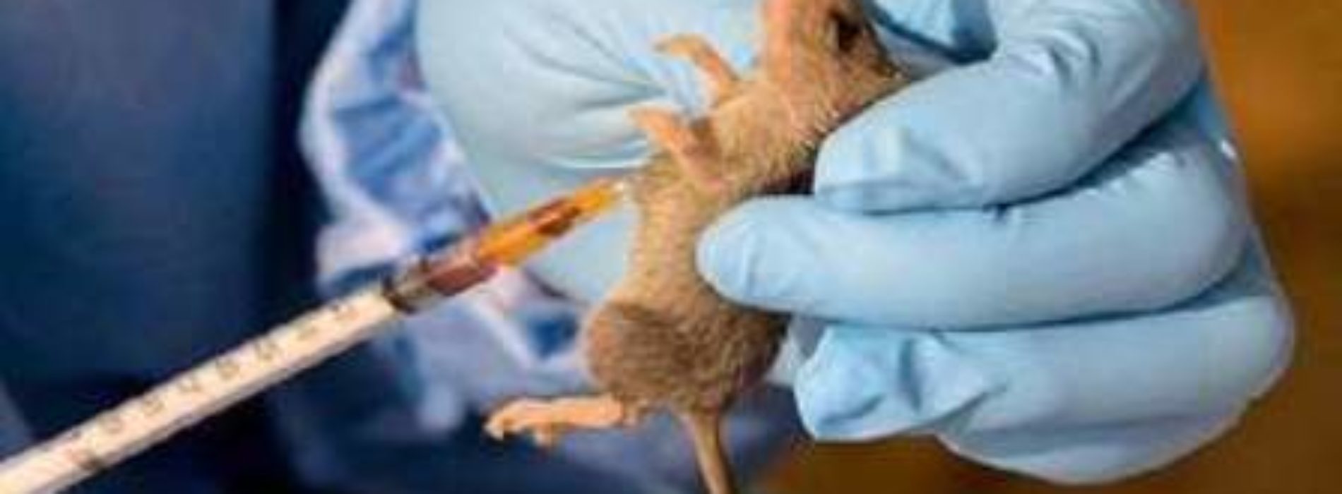 Lassa fever death toll rises
