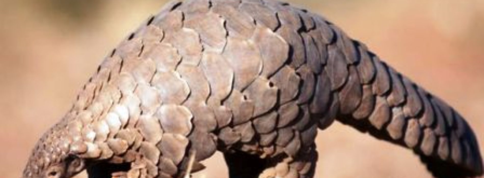 Illegal wildlife trade must stop, UNODC urges on International Mother Earth Day