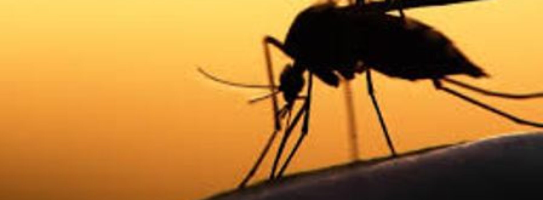 We are committed to stopping malaria – Minister