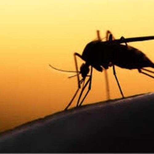 We are committed to stopping malaria – Minister