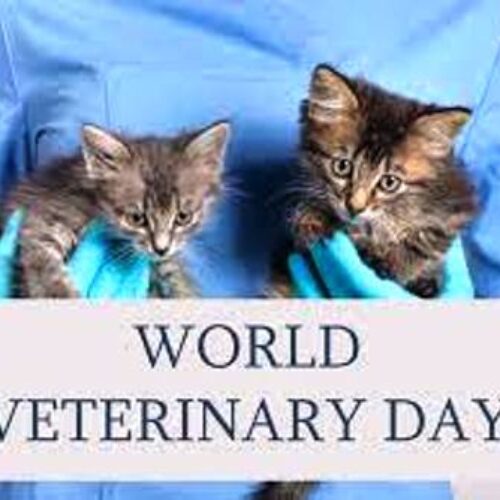 <strong>World Veterinary Day: </strong>NVMA<strong> want vet desks in NDLEA, NEMA others</strong>