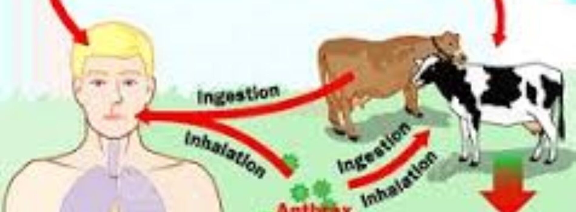 Livestock ministry alerts on anthrax outbreak