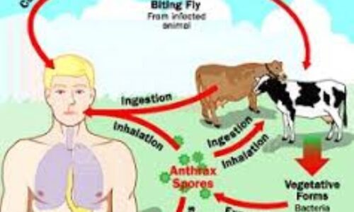 Livestock ministry alerts on anthrax outbreak